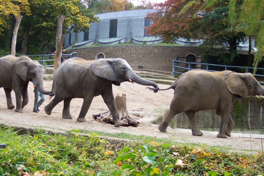 Wuppertal Zoo 0013